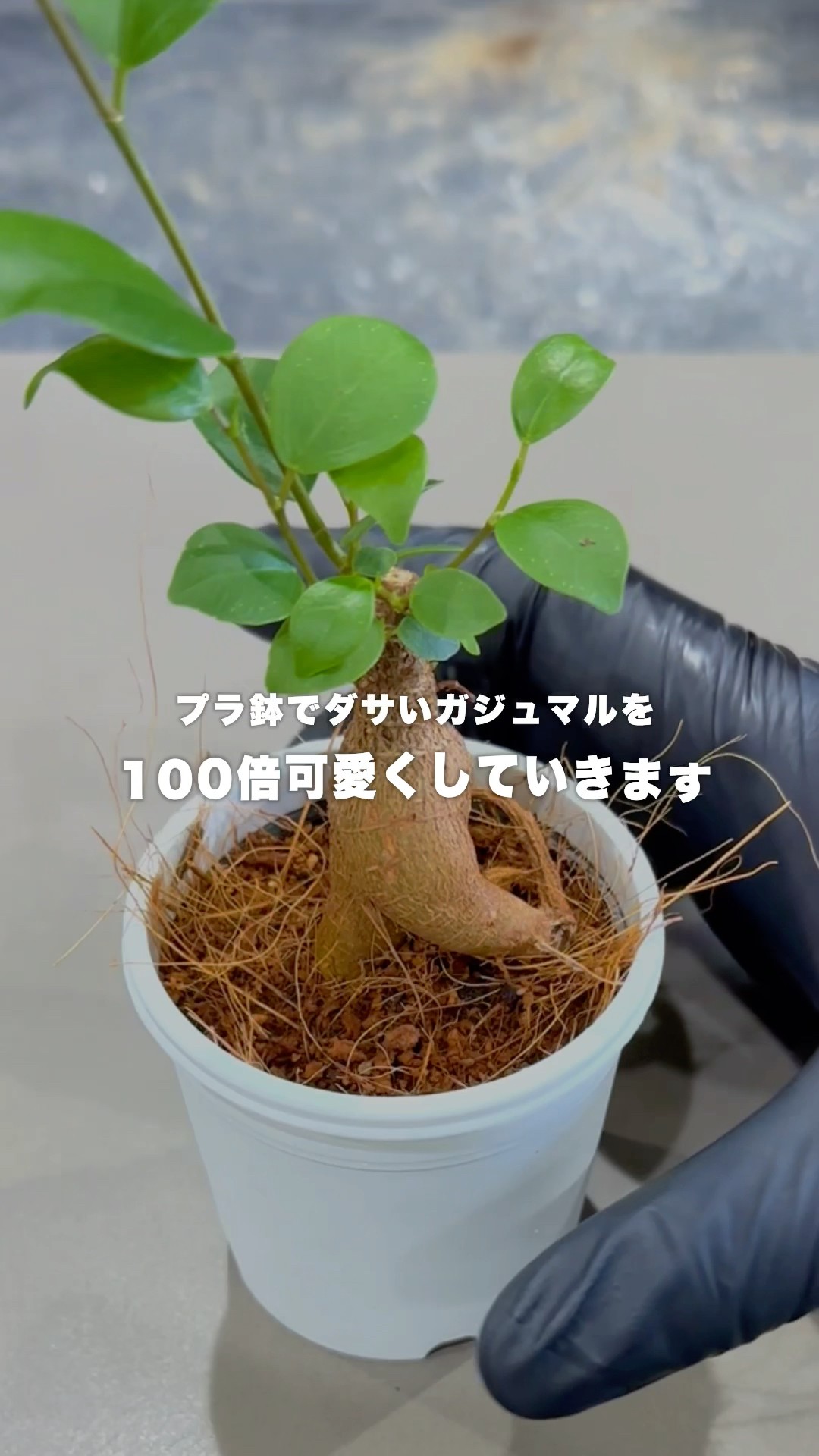 yt　ガジュマル ガジュマルを100倍可愛くした #観葉植物 #ガジュマル - YouTube