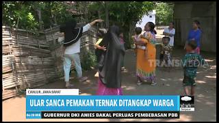 Download lagu Bayi Dua Bulan Terluka Dicakar Kera Liar