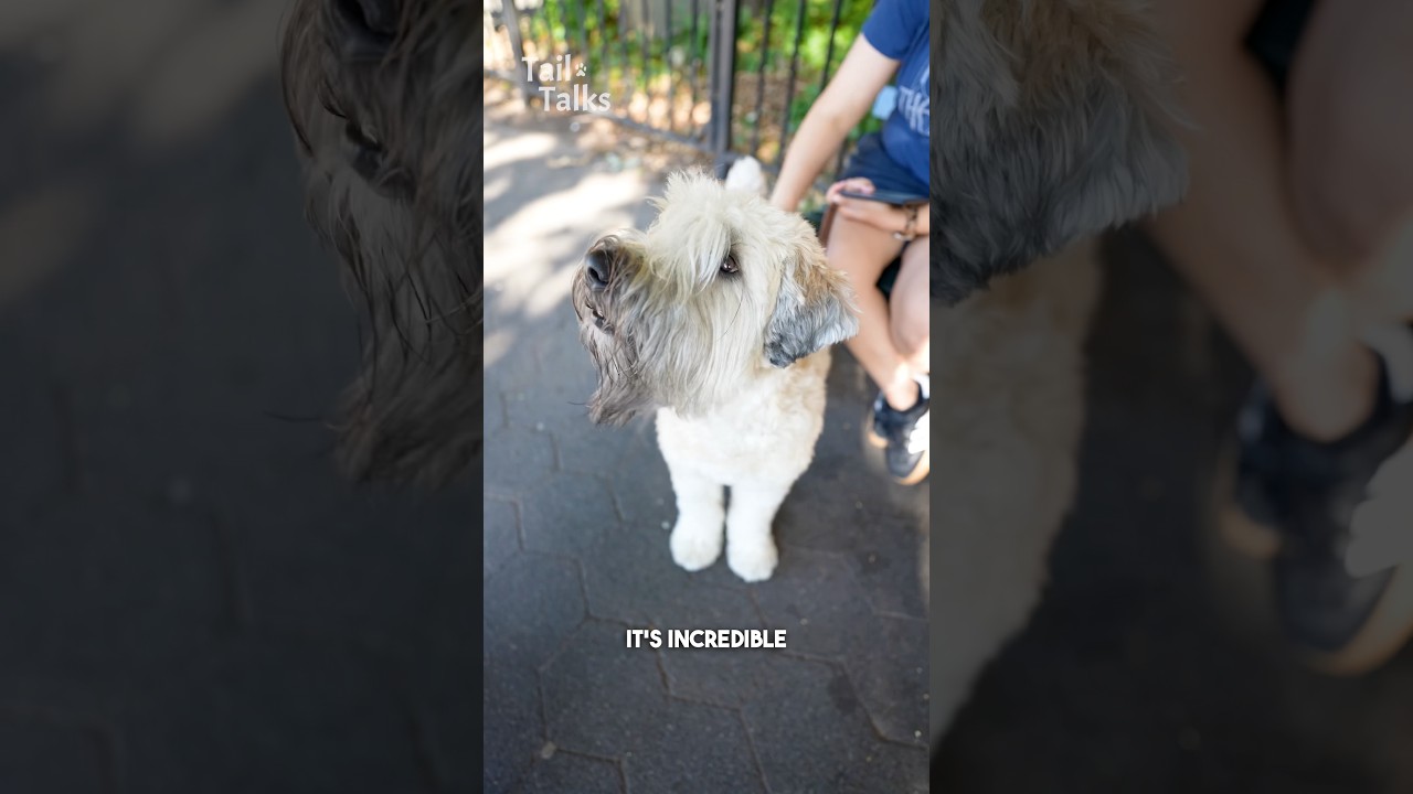 Meet Rooster, a 2.5-year-old Wheaten Terrier who loves salad! 