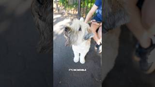 Meet Rooster, a 2.5-year-old Wheaten Terrier who loves salad! #terrier #dog