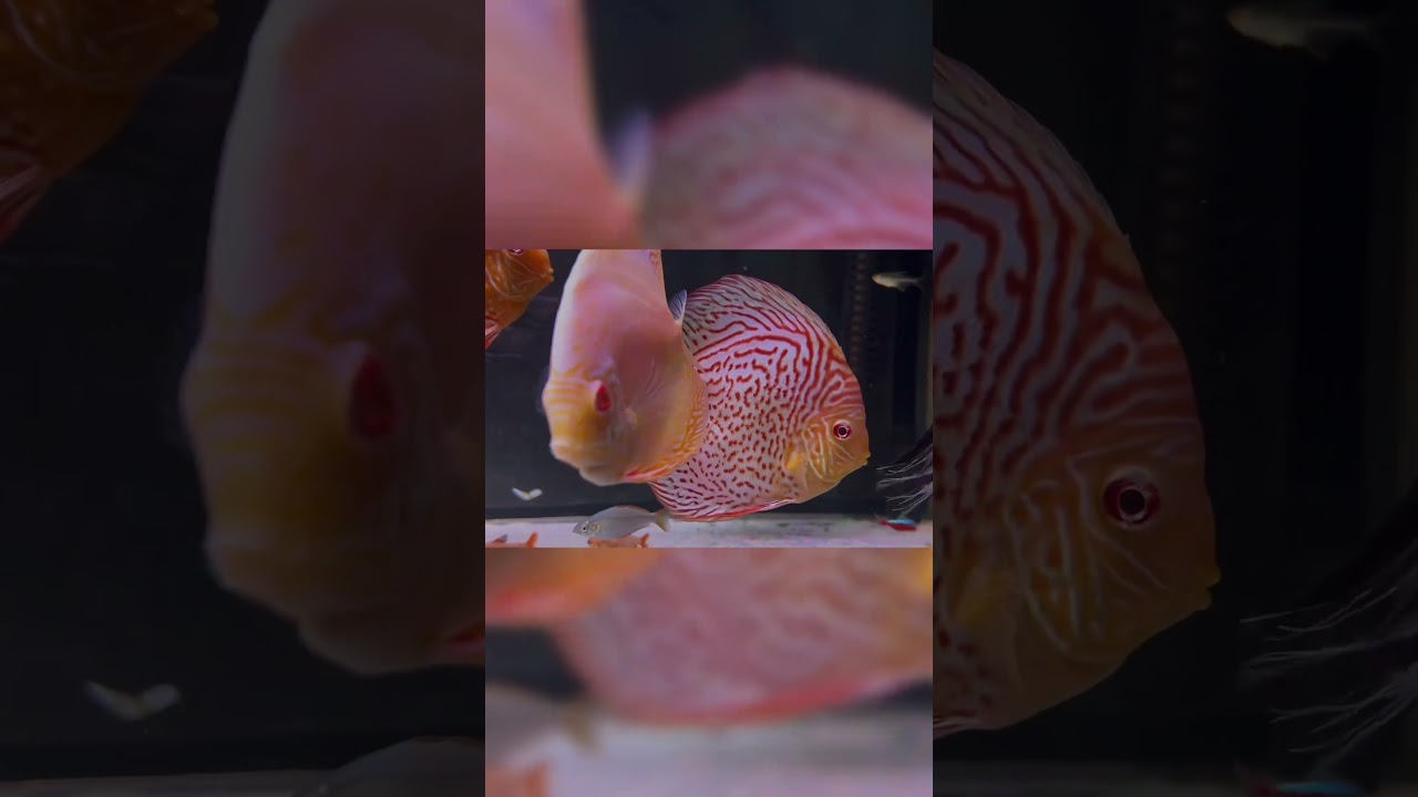 Discus Albino Tank #discusworld #discuslovers #discusfish #discustank  #discuslovers #discus #albino