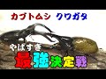 【ヘラクレス】カブトムシ・クワガタ最強王者決定トーナメント【オオクワ】