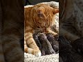 She was pregnant 😳😱 #viral #cat #viralvideo #shortsfeed #shorts