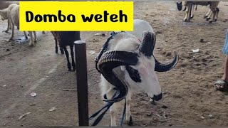 Download Lagu Domba garut  maaih ori /weteh  Pasar Andir Bayongbong Garut MP3