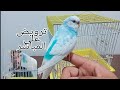 من الشراء إلى الترويض ترويض طائر البادجي البالغ كوكب الطيور