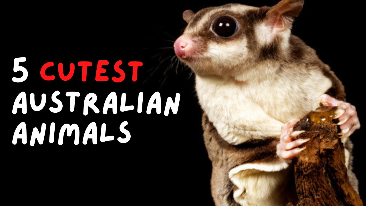 5 Cutest Australian Animals