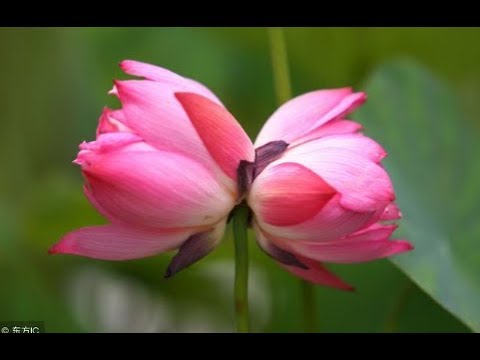 並蒂花(搭檔周淑儀 女聲)翻唱