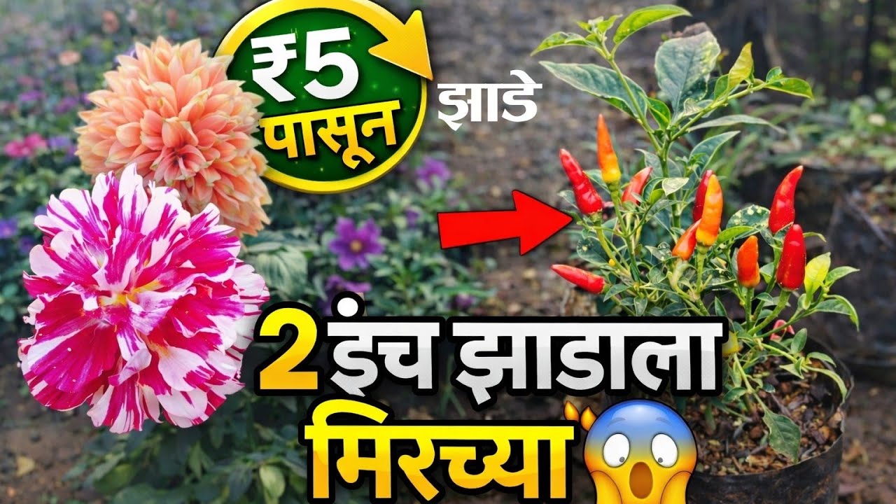 “कधीही न मिळणारी झाडे 😱 | अशी नर्सरी पाहिली नसेल | Rare Plants Nursery”