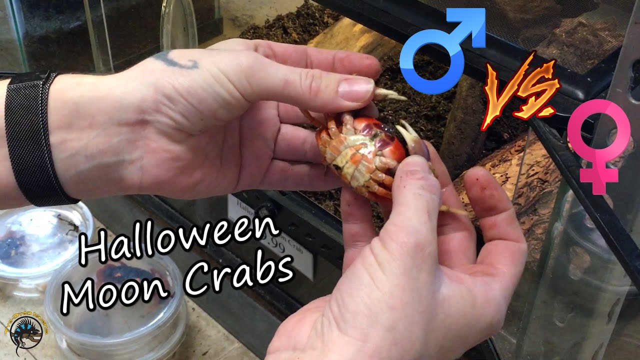 How to Tell if Your Pet Halloween Moon Crab is a Boy or a Girl! 🦀🧡💜