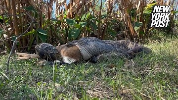 Crazy video shows massive python swallowing a deer whole