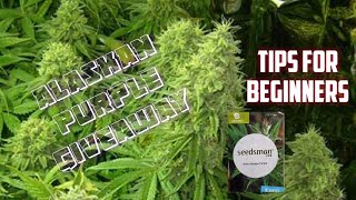 How to grow bigger buds
