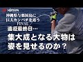 沖縄県与那国島に巨大カンパチを追う　～FINAL～