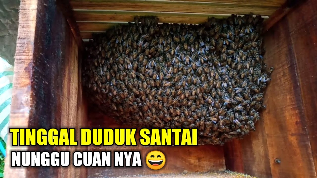 Berpeluang besar calon nya 😄 tidak rugi ternak lebah madu