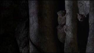 The Tarsier