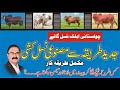 Artificial Insemination of Animals| Masha Allah Cattle Farm | جانوروں کی مصنوعی طریقہ سے نسل کشی
