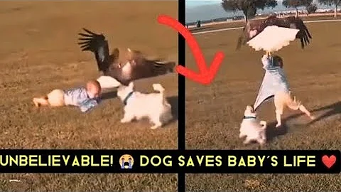 Dogs Saving Babies Compilation 2025 – You Won’t Believe These Heroic Moments!#ceekmedia