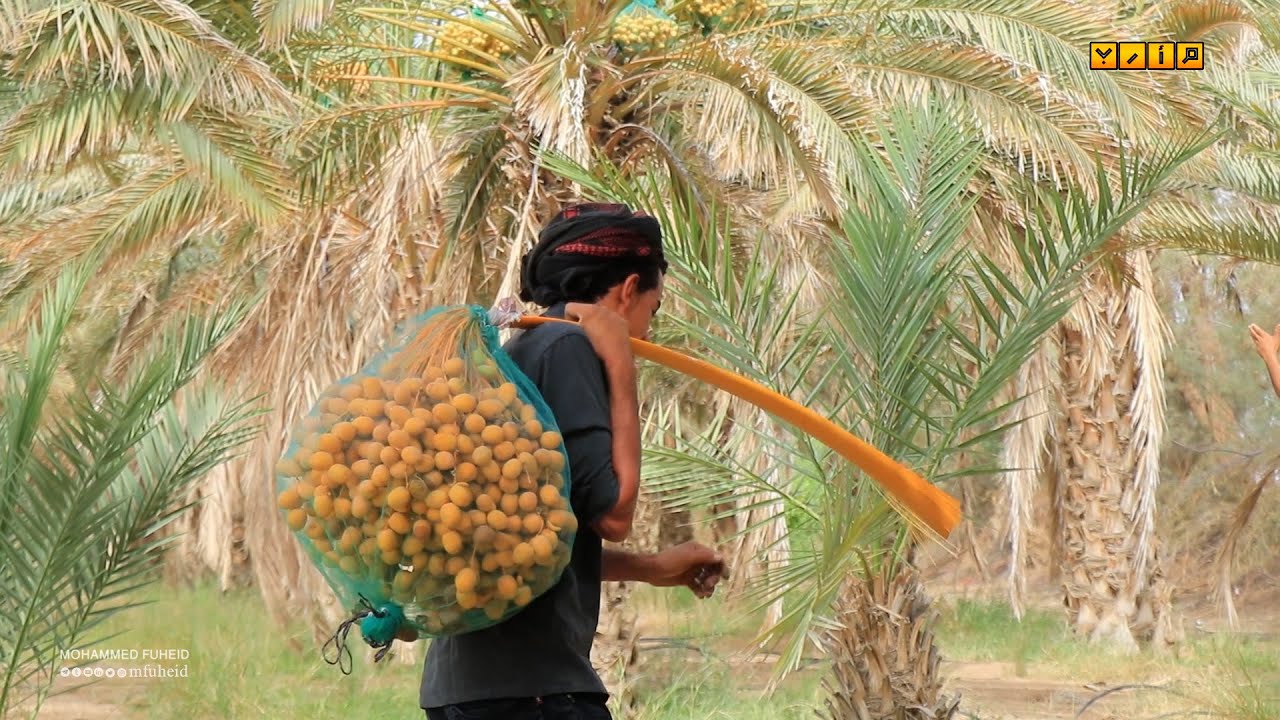 اكبر مزرعة نخل في مارب وتنتج اجود انواع التمور وافضلها | محمد فهيد | عبدالوهاب الاصبحي