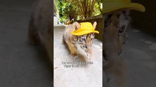 Should a timid tiger be released into the wild? #animals #tiger #cute #rescue #shorts