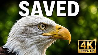 The Truth About Bald Eagles (It’s Not What You Think)