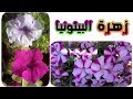 موعد زراعة زهرة البيتونيا كيف تزرعها و تعتني بها Petunia 