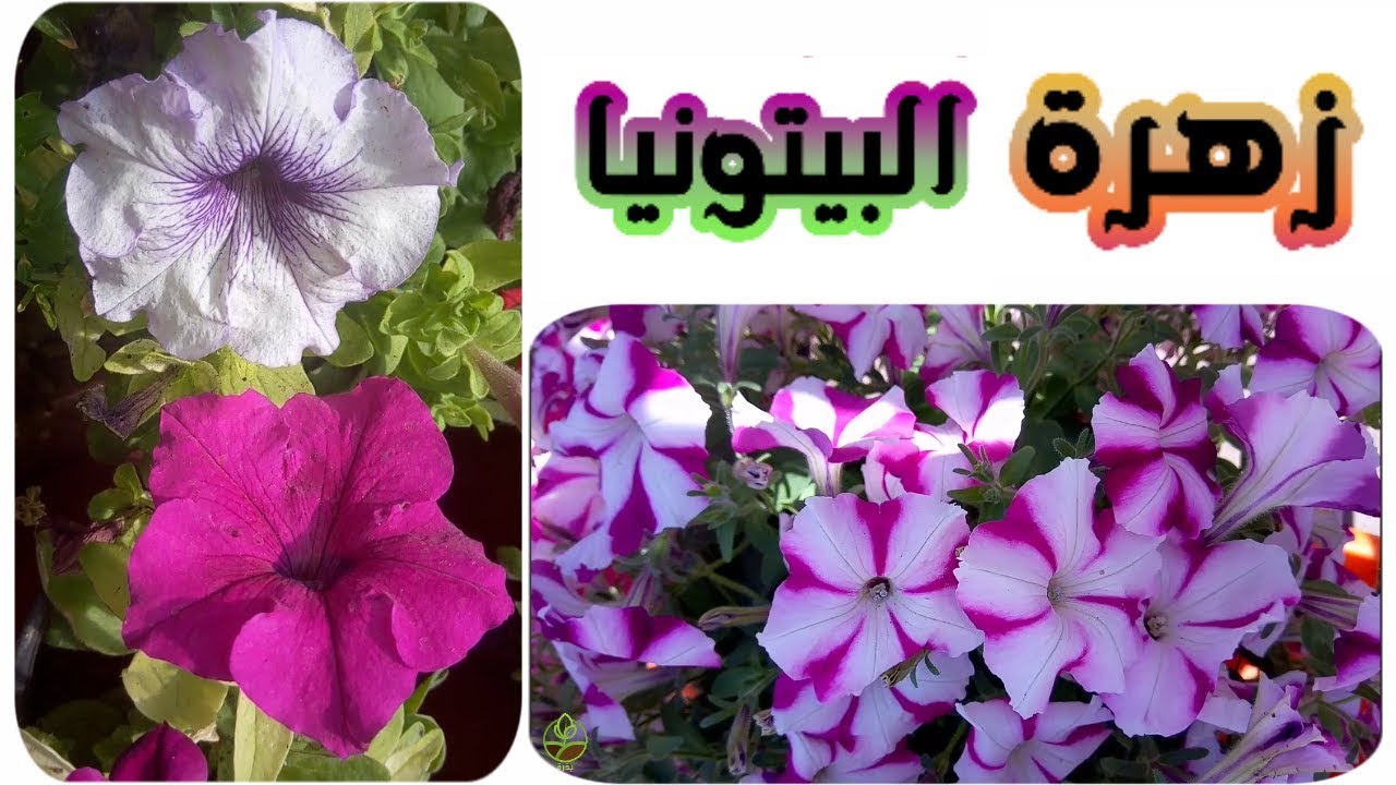 موعد زراعة زهرة البيتونيا، كيف تزرعها و تعتني بها Petunia