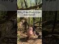 Easier Ring Pike Push-Ups for Beginners