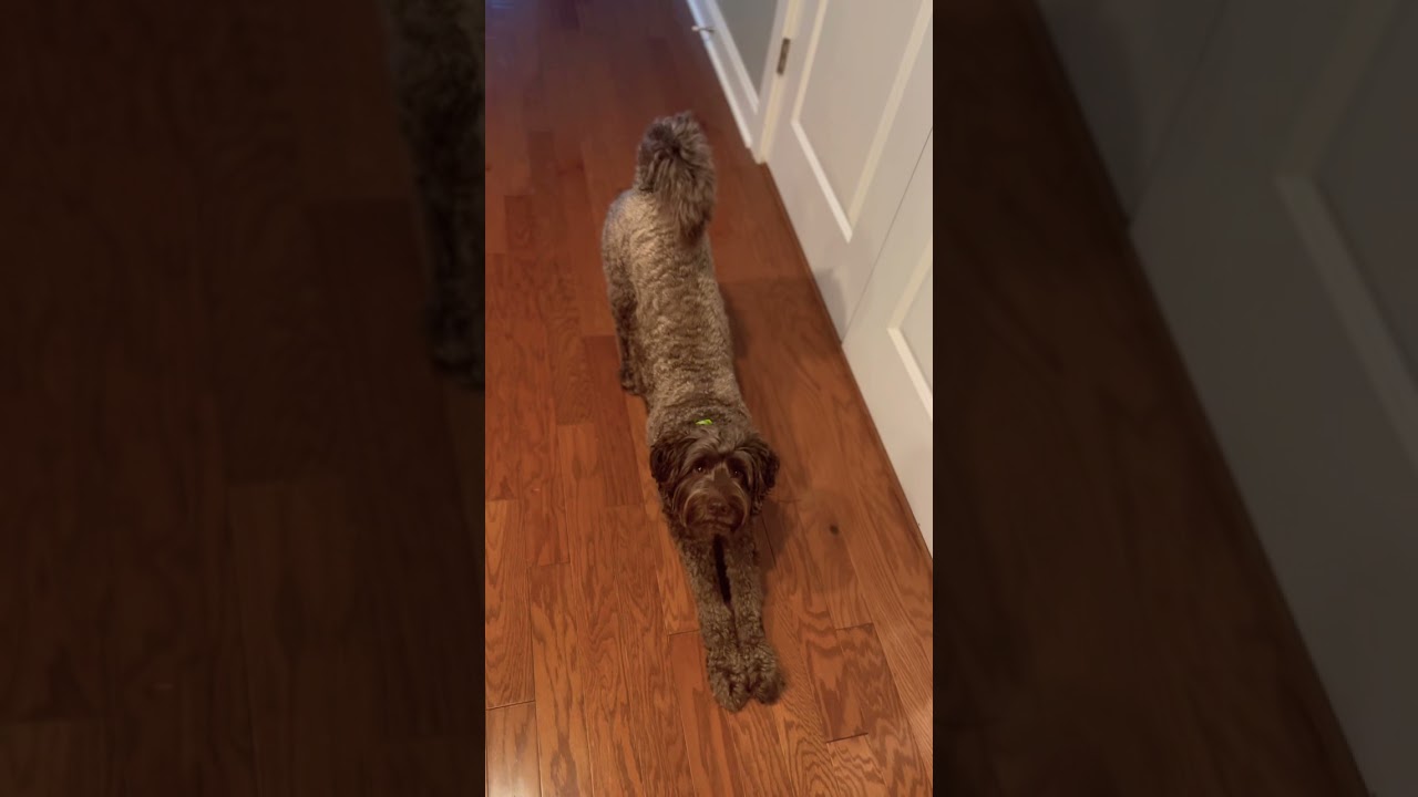 Dog Tricks - Spin Around 