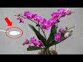 1 Spoon Of This Will Help Your Orchid Recover Quickly And Bloom