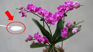 1 Spoon Of This Will Help Your Orchid Recover Quickly And Bloom by DIY Garden World 3,800 views 9 months ago 11 minutes, 13 seconds