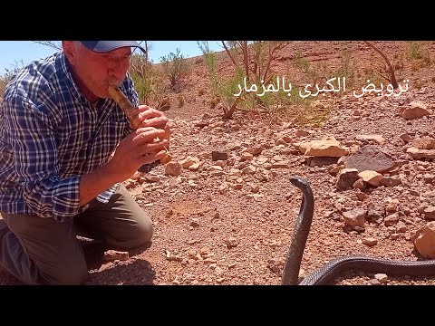 شاهد كيف يتم ترويض الافاعي في المغرب مع العساوي برهيم 