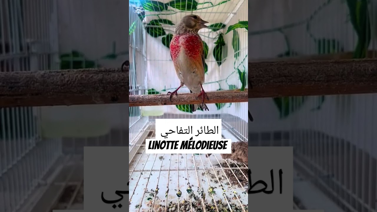 تغريد طائر التفاحي /chant du linotte mélodieuse/ 
