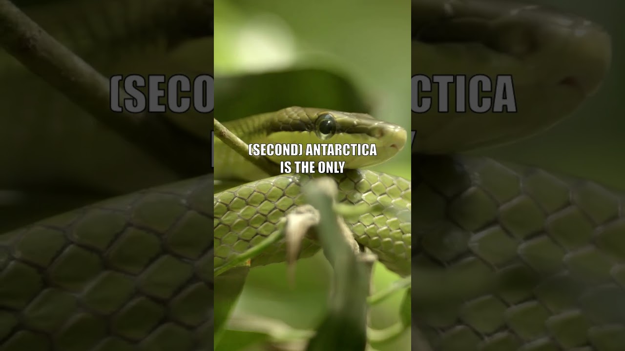 99% of People Don't Know These Facts: Koala Fingerprints, Antarctica's Reptiles, and the Gigantic Sn