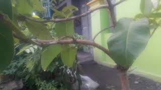 Tabulampot Jambu Kupagowok