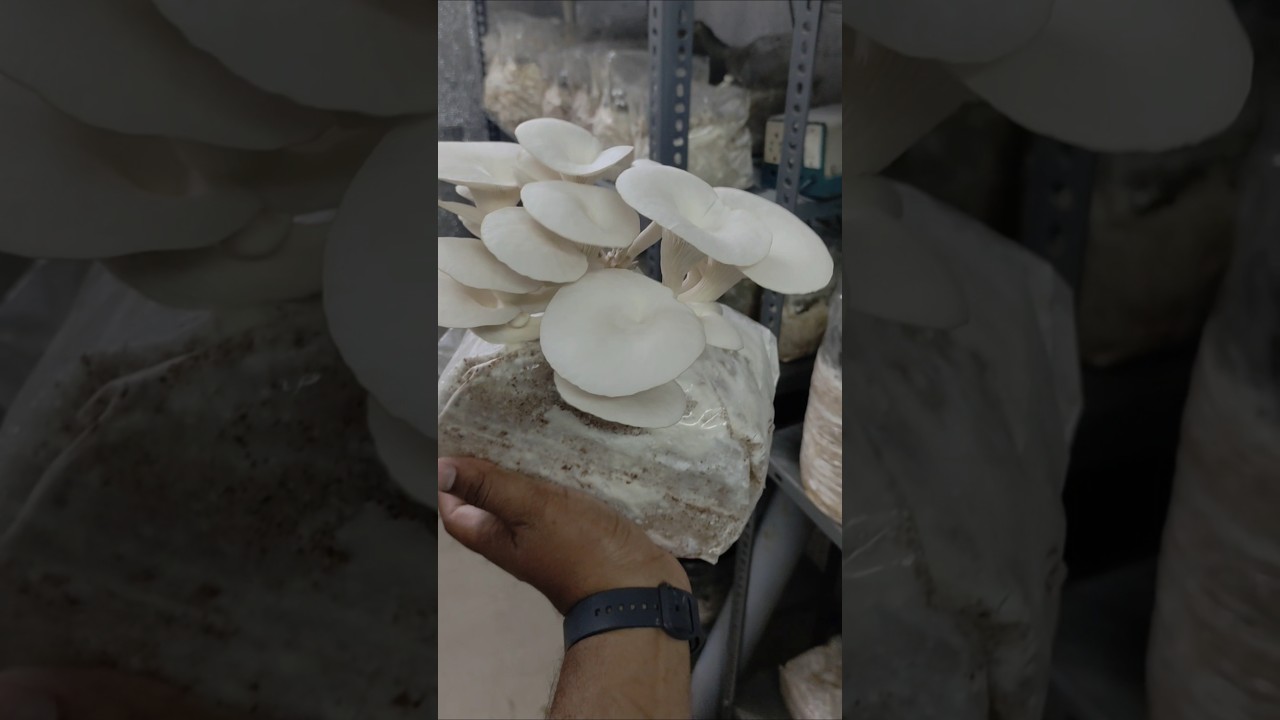 Revolutionizing Rural India with Smart Mushroom Farming 