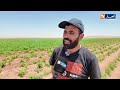 النعامة: الزراعات الإستراتيجية..قفزة نوعية في مجال الاستثمار لدعم الاقتصاد الوطني