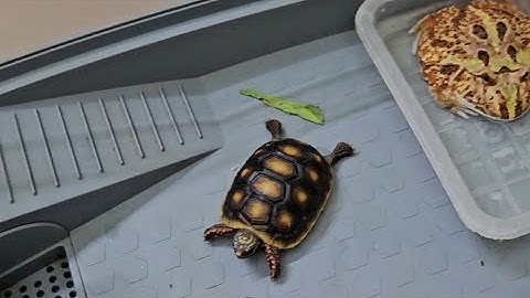 Đút Ếch & Rùa chân đỏ ăn thịt gà tại Ú Ù PETSHOP CPC ngày 3/9/2025