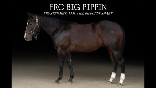Lot 21 - FRC Big Pippin ￼- Feather River College Horse Sale 2026