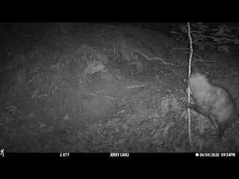 Opossum scent marking a small tree