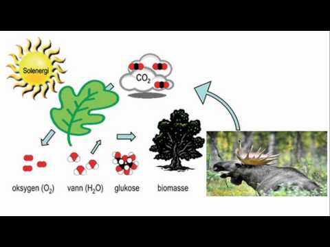 Video: Hvorfor kalles fotosyntese karbon assimilering?