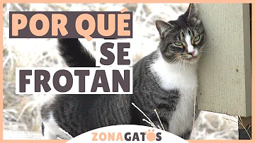 ¿A los gatos les gusta que les froten contra ti?