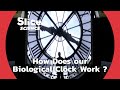 Chronobiology exploring the intricacies of our bodys natural clock  slice science