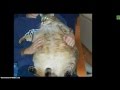 Les plus gros chats du monde top 5