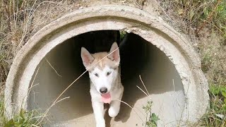 Pups in a Pipe || ViralHog