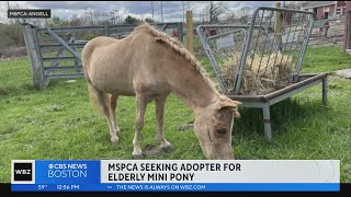 Marty the mini horse is looking for his retirement home