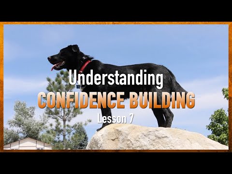 Video: Opýtajte sa odborníka: Dôvera psov
