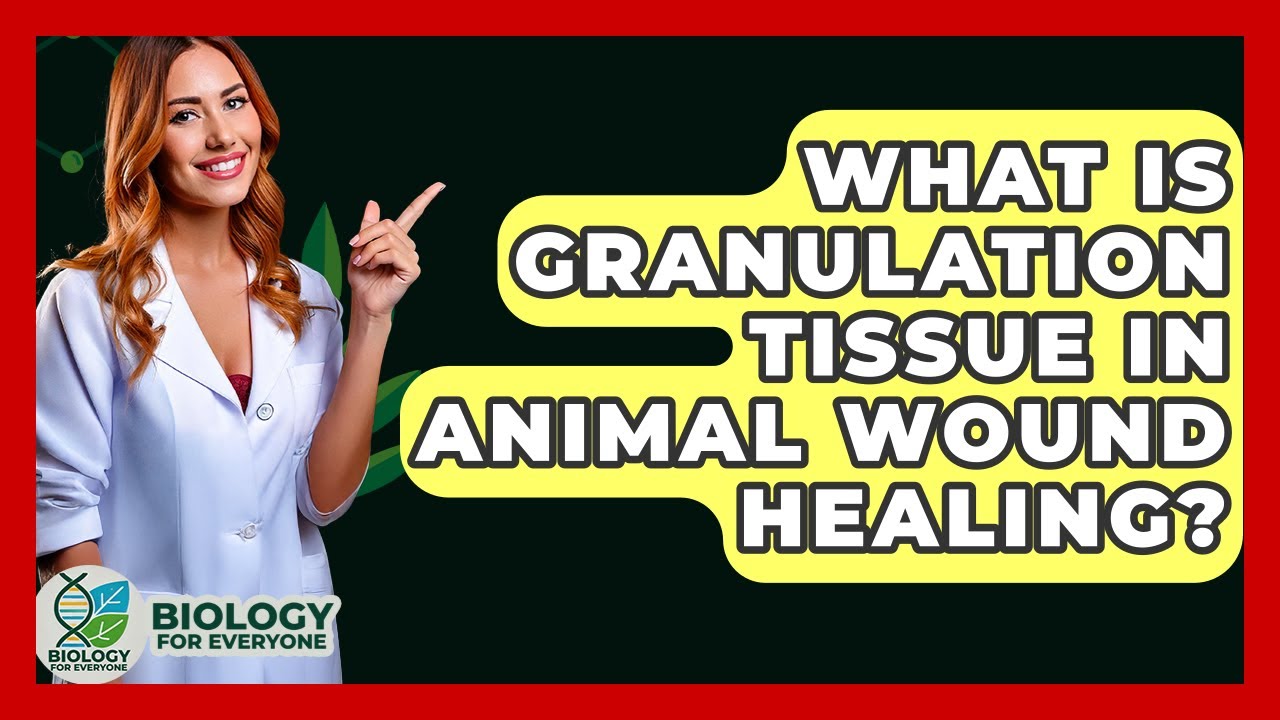 What Is Granulation Tissue In Animal Wound Healing? - Biology For Everyone