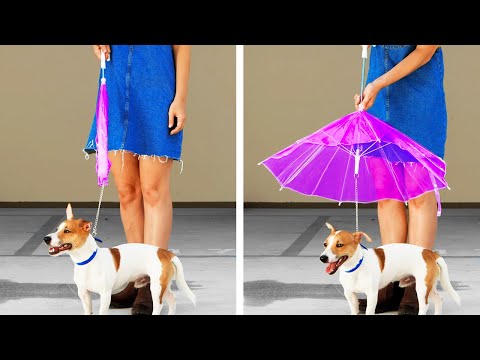 Vídeo: Presentes na moda para animais de estimação e amantes do animal de estimação