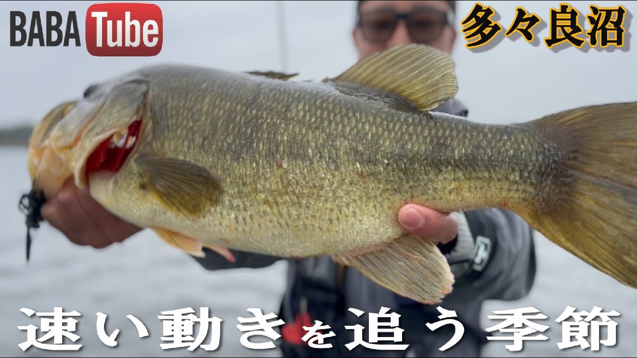 BABATube【多々良沼】秋のファストムービング攻略！沼の良型を求めて