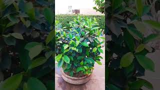 ficus care tips