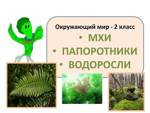 Видеоурок мхи папоротники водоросли